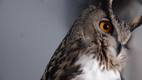 Scanning-for-prey-eagle-owl