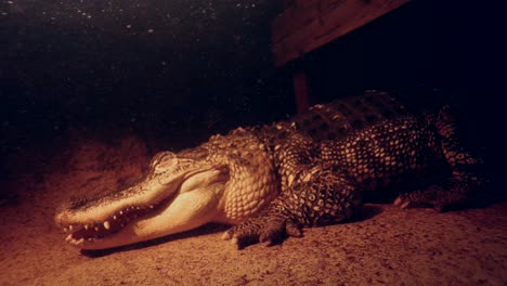 alligator-under-water-laying-still-beneath-dock-waiting-to-ambush-slomo