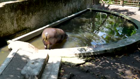 Hipopótamo-En-Cautiverio-Entra-En-La-Piscina-Y-Se-Sumerge-En-Agua-Refrescante
