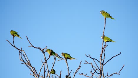Blue-crowned-parakeets-perched-on-bare-branches-against-a-clear-blue-sky