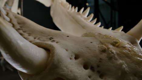 Crocodillian-teeth-lower-jaw-of-skeleton---preserved-specimen-on-black-background
