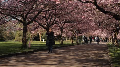 Menschen-Zwischen-Blühenden-Kirschen-In-Kopenhagen,-Bispebjerg-Friedhof