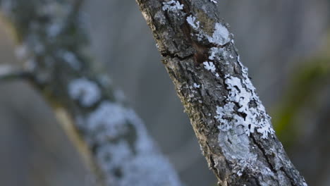 Tree-branches-covered-with-lichen