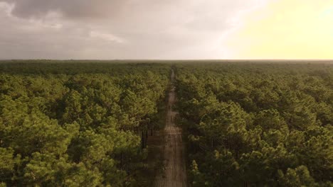 4K-flying-above-a-green-majestic-pine-forest-with-a-dirty-road-in-the-middle