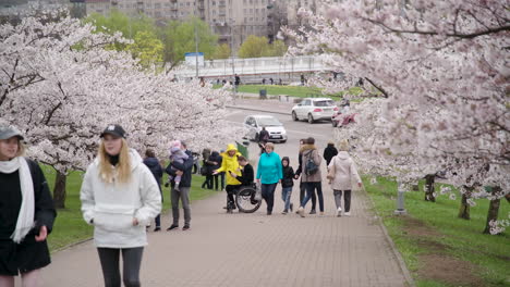 Gente-Caminando-Por-Un-Camino-Que-Atraviesa-El-Parque-De-árboles-Sakura-De-Vilnius-Y-Una-Persona-Discapacitada-Sentada-En-Silla-De-Ruedas