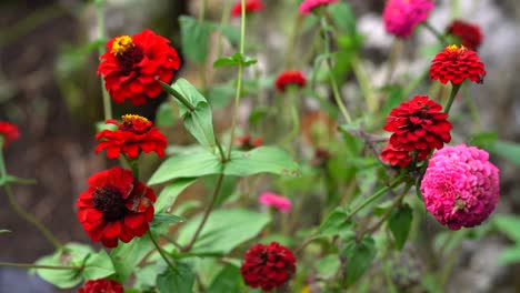 Rote-Wildblumen-In-Der-Natur