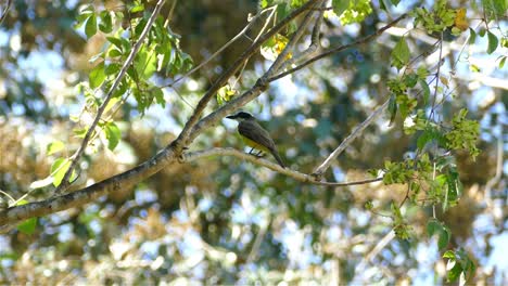 Boat-billed-flycatcher-standing-on-a-branch-in-a-rainforest-of-Central-America
