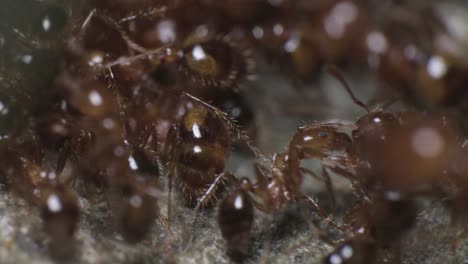 Macro-Shot-of-Lots-of-Red-Hairy-Ants-Working-and-Moving-at-the-Top-of-their-Nest,-4K