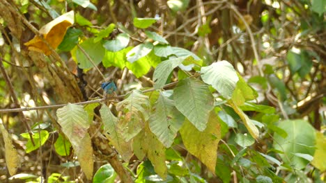 Purple-Honeycreeper-Im-Gamboa-Regenwaldreservat,-Panama,-Weitschuss
