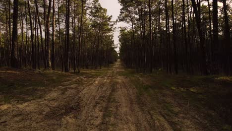 4K-drone-view-of-a-dirty-road-in-the-middle-of-a-majestic-pine-tree-forest