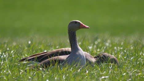 Pair-of-Goose-relaxing-in-blowing-grass-field-during-sunlight-and-looking-for-food,close-up-shot