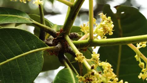 Nahaufnahme-Von-Roten-Ameisen,-Die-Auf-Einem-Bunten-Mangobaumzweig-In-Vietnam-Klettern