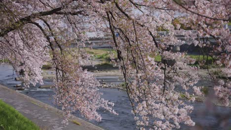 Sakura-trees-hanging-over-Kamo-River-in-Kyoto,-Japan