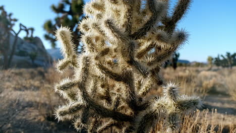 Golden-Sunlit-Cholla-Cactus-in-Beautiful-Joshua-Tree-Desert-Landscape-in-the-Day