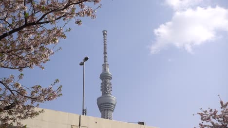 Slow-right-moving-slider-shot-revealing-Tokyo-skytree-and-traffic-behind-sakura