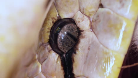 Makro-Nahaufnahme-Des-Auges-Einer-Retikulierten-Pythonschlange