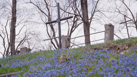 Blaue-Leberblümchen-Blühen-Auf-Einem-Hügel-Mit-Einem-Alten-Rostigen-Metallkreuz-Im-Hintergrund