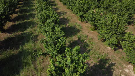 Haselnüsse-Landwirtschaft-Anbaufeld-Luftbild