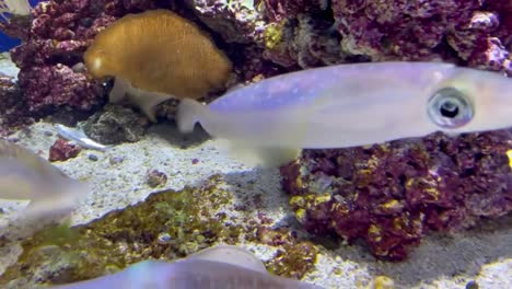 Tintenfisch-Schwimmt-In-Einem-Aquarium.-Biolumineszierende-Haut