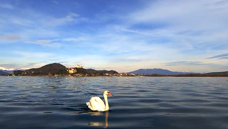 Graceful-white-swan-swimming-towards-camera-on-beautiful-Maggiore-lake-smooth-water-surface-in-Italy