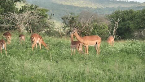 Herd-of-female-impalas-and-calves-grazing-on-a-grass-meadow,-still-shot