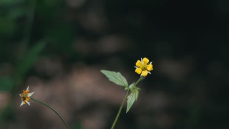 Flor-única-De-Flores-Silvestres-Amarillas-Moviéndose-Suavemente-En-El-Viento