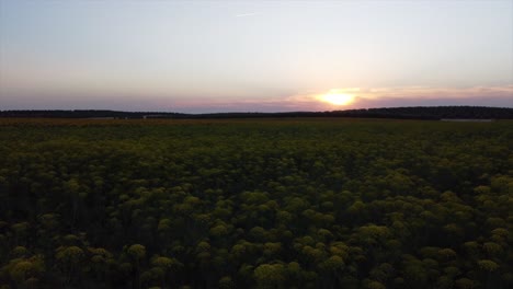 Tiefflug-über-Ein-Gelbes-Blumenfeld-Dem-Sonnenuntergang-Entgegen