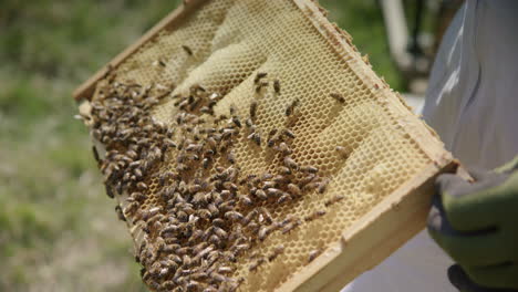 BEEKEEPING---A-beehive-frame-in-an-apiary-is-inspected,-medium-shot