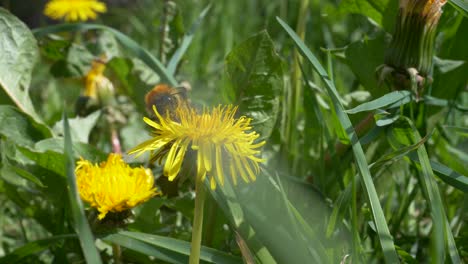 Löwenzahnblumen-Auf-Der-Wiese-Mit-Honigbiene-Im-Frühjahr