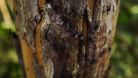 Close-up-of-a-black-ants-colony-on-tree-bark