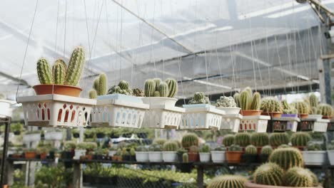 Diferente-Gama-De-Plantas-De-Interior-De-La-Familia-De-Cactus-Exhibidas-En-El-Vivero