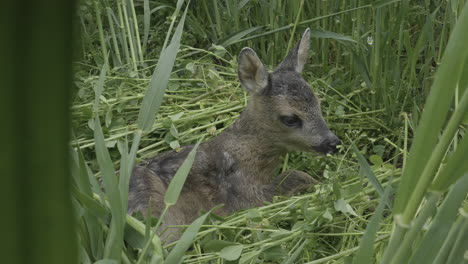 Lonely-Fawn,-Baby-Deer,-Abandoned-by-Mother,-Lying-in-Green-Grass,-Close-Up
