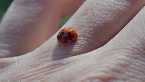 Macro-shot-of-pretty-ladybug-resting-on-hand-during-sunny-day-in-nature