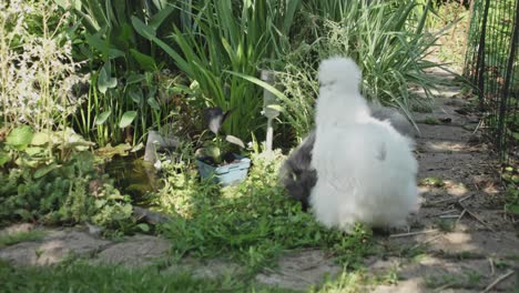 white-and-Gray-silkie-chicken-drinking