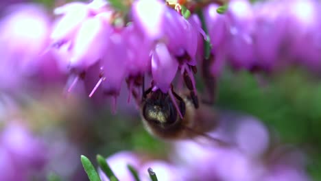 Makro-Nahaufnahme-Einer-Biene-In-Aktion,-Die-über-Dem-Kopf-Hängt-Und-Pollen-Von-Lila-Blüten-Bestäubt