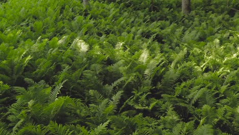 Dense-fern-coverage-on-forest-floor-slow-aerial