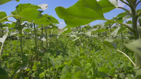 Low-Angle-Dolly-Shot-Zwischen-Grün-Wachsender-Plantage-Mit-Verschiedenen-Gemüsesorten-An-Sonnigen-Tagen-Und-Blauem-Himmel-Im-Hintergrund