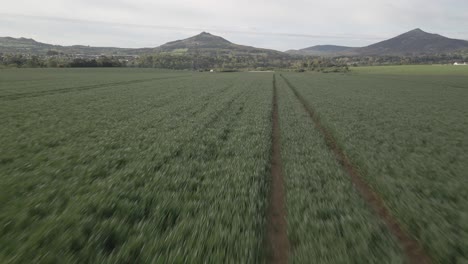 Luftaufnahme-Von-Traktorspuren-In-Der-Grünen-Ernte-Auf-Feldern-In-Irland