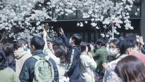 Personas-Con-Máscaras-Tomando-Fotos-De-La-Flor-De-Sakura-Durante-El-Hanami-Durante-La-Pandemia-En-Tokio,-Japón