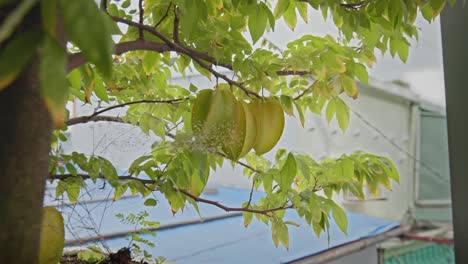 Sternfrucht-Im-Garten-Mit-Einem-Hintergrund-Aus-Grünen-Blättern,-Die-Ziemlich-üppig-Sind-Und-Ein-Wenig-Verschwommen-Aussehen_4k24fps