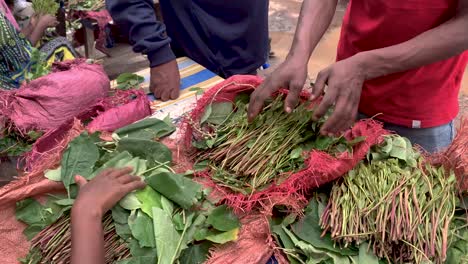 Khat-Oder-Qat-Ist-Eine-Blühende-Pflanze,-Die-In-Der-Ost-Hararghe-Zone-Und-West-Hararghe-Zone-Äthiopiens-Beheimatet-Ist