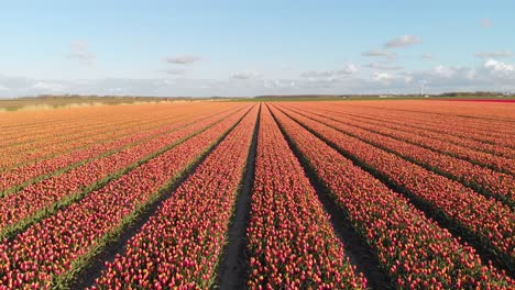 Aerial:-tulip-fields-in-Netherlands,-4k-drone-landscape