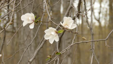Fresh-white-flower-blossom-on-tree-branches-with-forestry-background