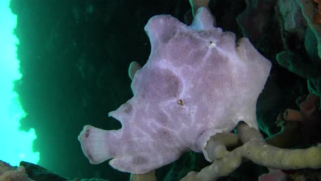 White-Giant-Frogfish-sitting-on-finger-coral-on-coral-reef