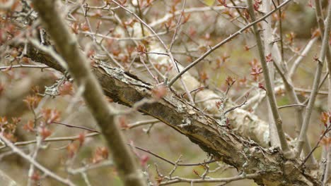 House-sparrow-walking-on-a-tree-branch-in-Toronto,-Canada,-medium-shot