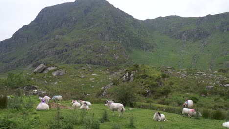 Flock-Of-Free-Ranging-Sheep-On-A-Pasture-In-Gap-of-Dunloe-In-County-Kerry,-Ireland