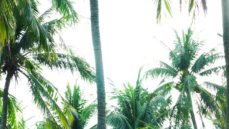 Tropical-looking-dense-palm-tree-forest-in-light-breeze,-tilting-up-gimbal-shot