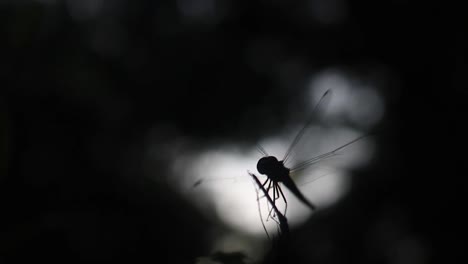 Silhouette-of-dragonfly,-beautiful-backlit-showing-details-of-its-wings