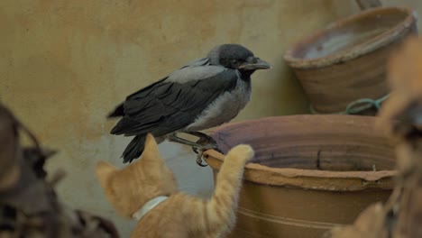Kitten-jumps-up-playing-with-juvenile-grey-crow-in-garden