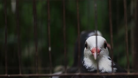 Nahaufnahme-Von-Weißköpfigen-Tauben-Mit-Schwarzem-Körper,-Die-Im-Käfig-Betrachtet-Werden
